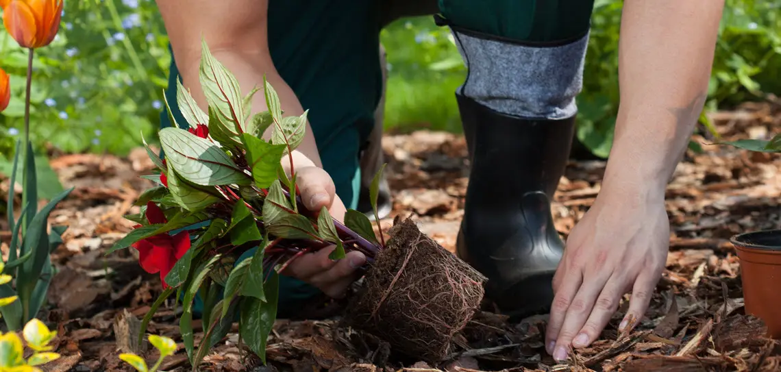 Landscaping-1140x546