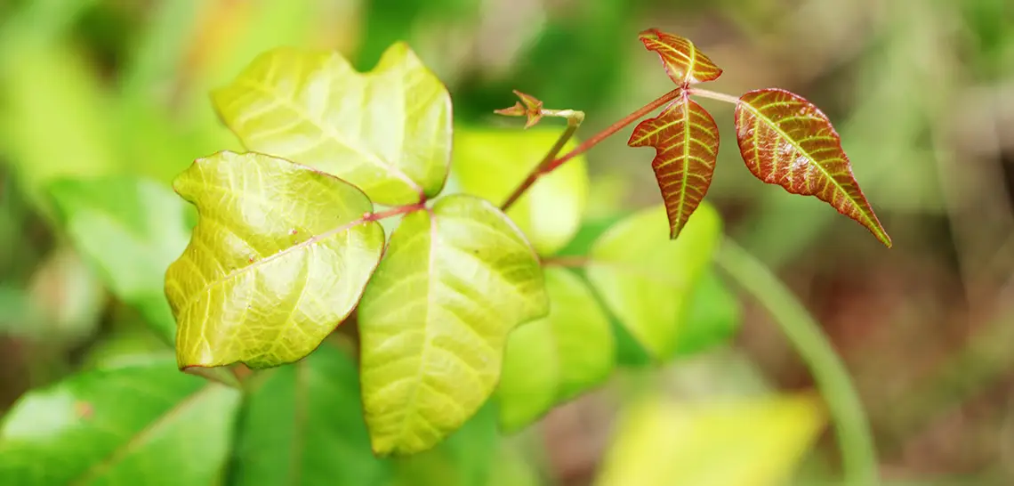 poisonous-plants-is-103992302-1140x546